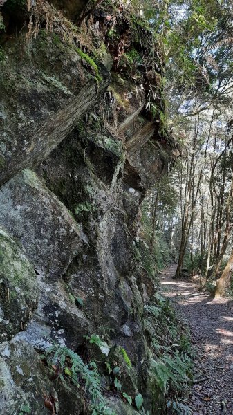 《台中》魔幻森林｜橫嶺山沙蓮山O型202104301367044