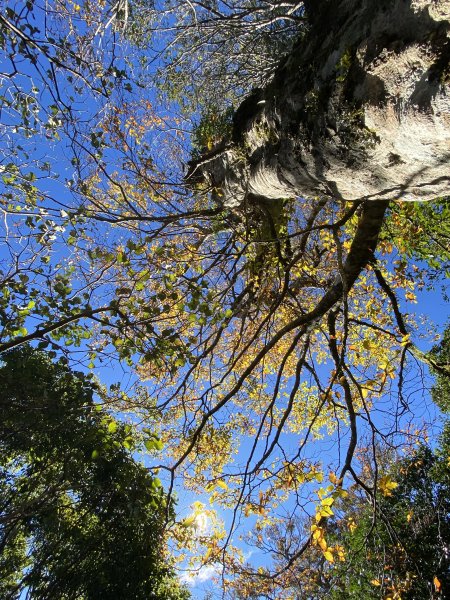 114.11.16 北得拉曼追黃金山毛櫸2937919