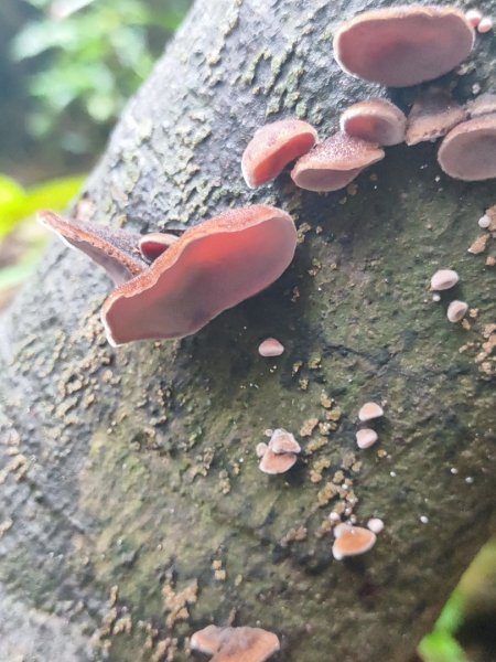 微笑山線之新店和美山-銀河洞2847790