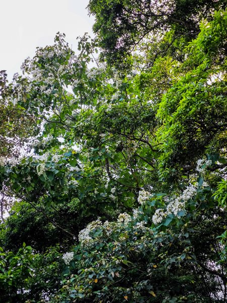 2025-04-27 三員縱走2772048