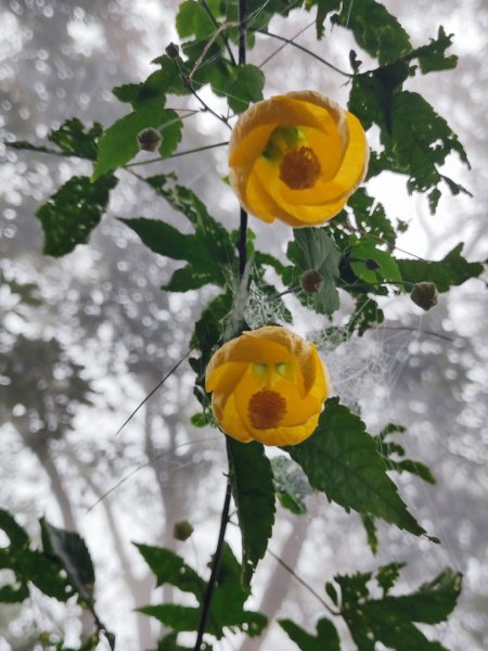 九讚頭車站-大崎棟.茶亭.逃學.騎龍古道20幾K繞大O2972516