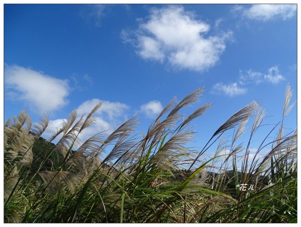七星山連峰/芒花738690