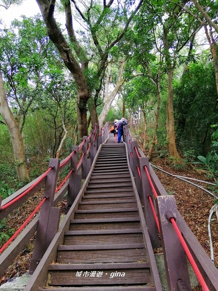 台中~蒼鬱森林芬多精~聚興山新田登山步道1258897