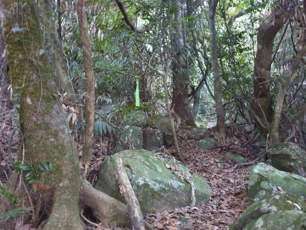 冬瓜山步道與洗水山1560941