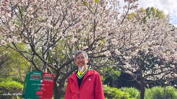 #中山樓 #陽明公園 #十八份 #吉野櫻 #墨染櫻 #青斑蝶 #青帶鳳蝶 #大紅蛺蝶 3/143014891