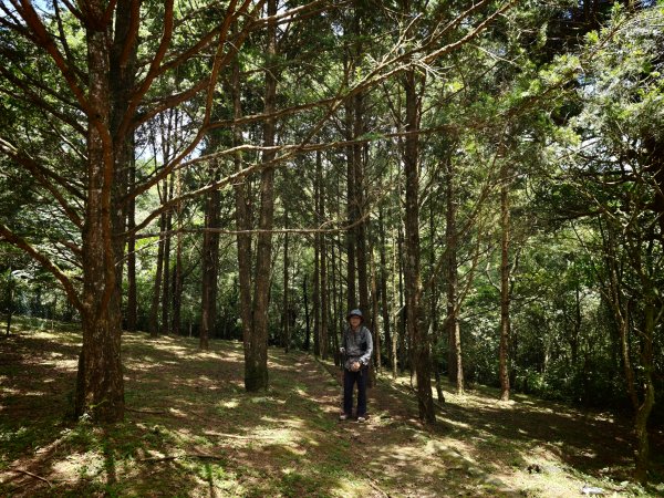 [淡蘭古道] 2026_0524 南路第四段_四堵古道(下)-四堵苗圃步道3070033