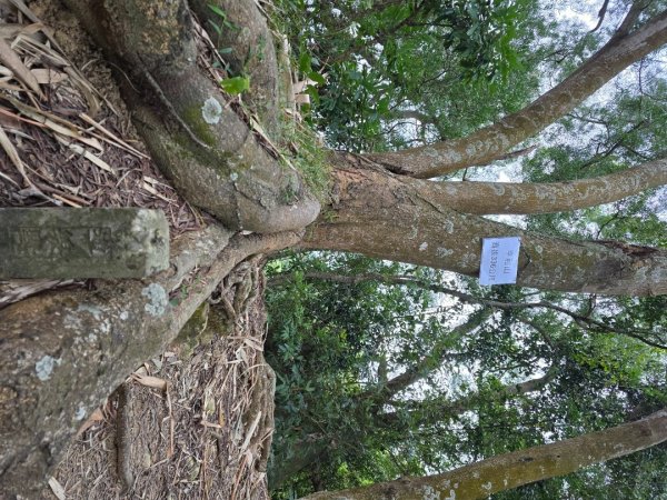 台中大坑9號／9之1／6號／7號O繞3連峰（西平山／平和山／大山母山）2709805