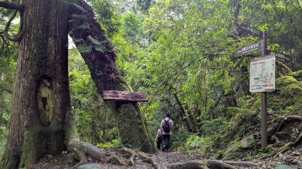鎮西堡巨木步道群 (B區)2861203