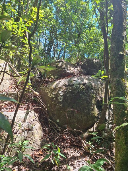 頭城鷹石尖+七兄弟山+外大溪山O形(明山寺起登)202508302876562