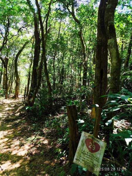 【臺北大縱走 4】大崙頭山北面步道→五指山古道→雙溪溝古道2874372