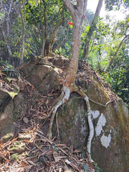 竹山八通關古道社寮段+陳東坑山+溪洲大山ｄ型走202302192037469