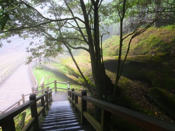 走阿里山神木群棧道，漫步在雲端及迷霧森林416036