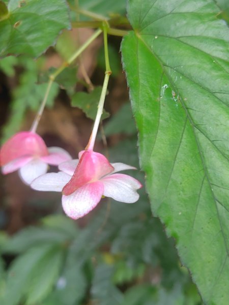 多納六秀 京大山2957564