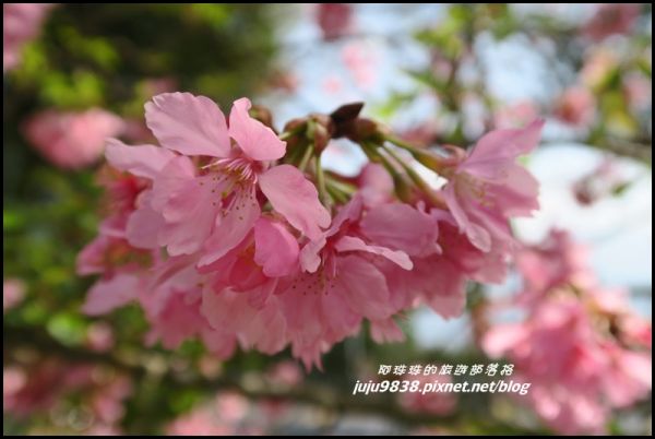 五峰山上人家白蘭部落櫻花開272470