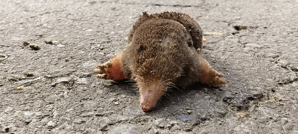 2026/02/08_老銃櫃、、三連埤步道 雙O型2995863