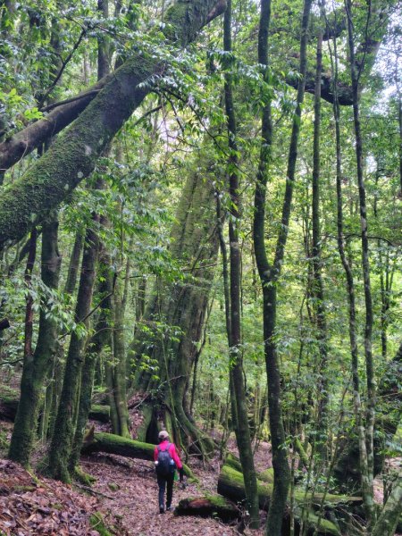稍來小雪山國家步道、船型山、鞍馬山、鞍馬山東北峰、天池、雪山神木2799873