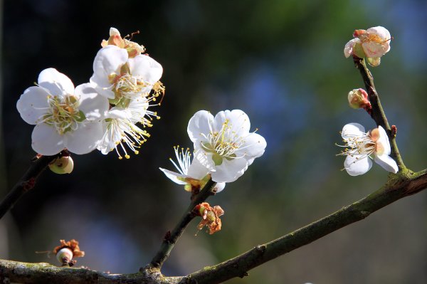 【臺南~楠西】梅嶺賞梅一~觀音步道1246939