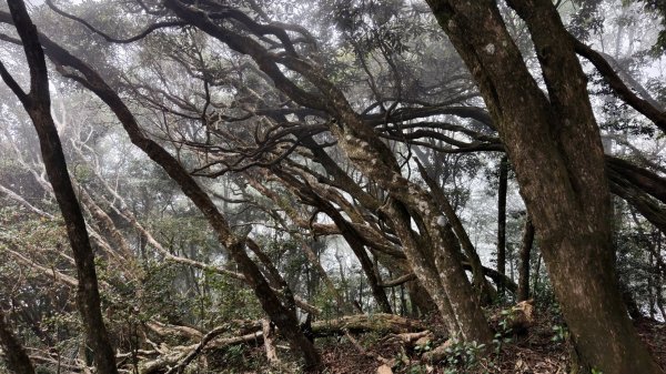 【台灣健行】山河無恙、歷史長歌  - 大雪山林場3136063