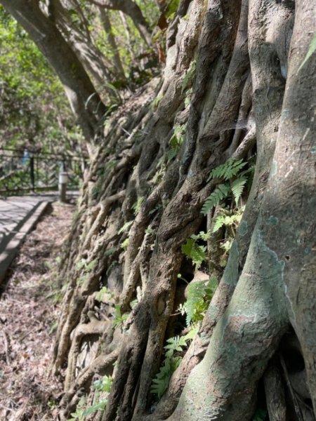 微笑山⛰️線-大棟-二格山-五分山-天上山-鳶山💎12條步道完成💙2834149