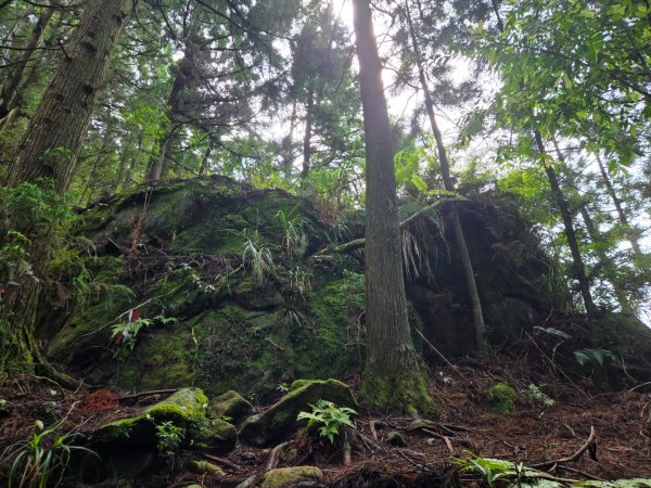 二萬坪山、二萬坪森林步道3055585