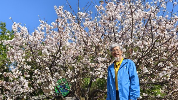 #中山樓 #陽明公園 #十八份 #墨染櫻 #吉野櫻 #唐棉 #小實女貞 #大紅蛺蝶 #夕陽 3/13017025