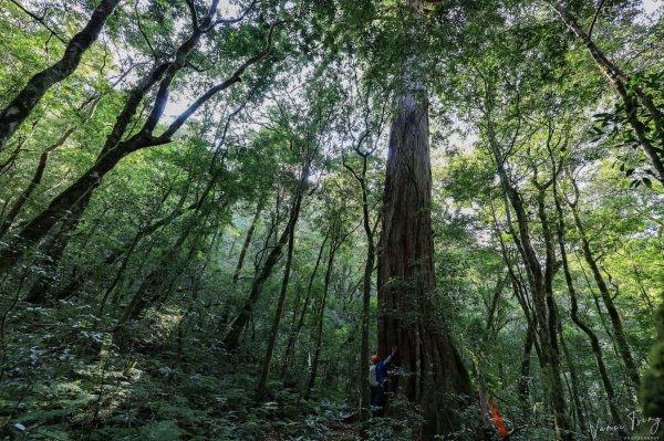 2019遺落的巨人森林聚落--唐穗山699908