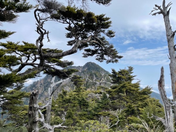 見證最美麗北大武山雲海、鐵杉1318808