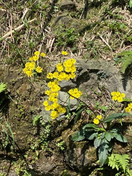 金瓜石茶壺山步道1310257