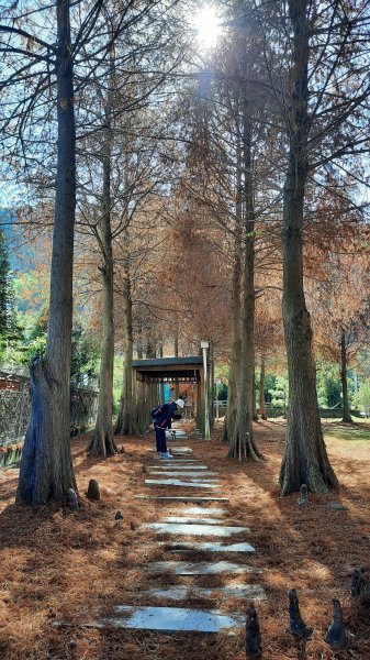《台中》落雨松季｜石岡挑物古道O繞下情人木橋202501122687589