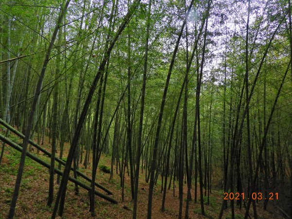 桃園 大溪 金面山、金山面山1315344