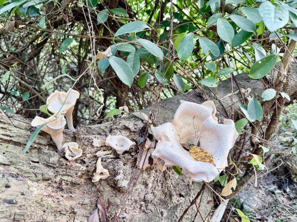 再訪八通關社寮古道登陳東坑山    2025.11.252946109