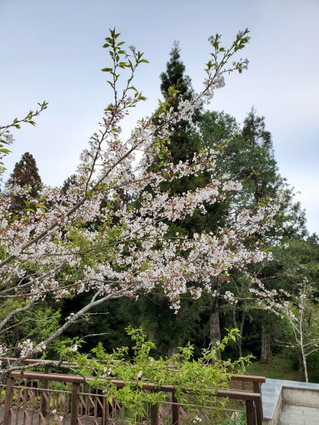 阿里山大塔山899523