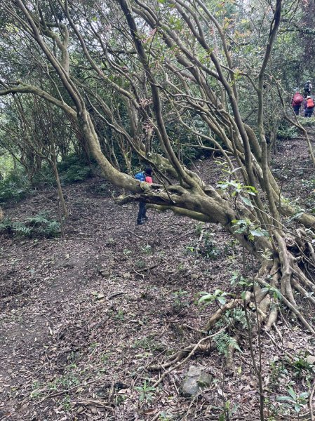 小格頭越嶺坪林2738359