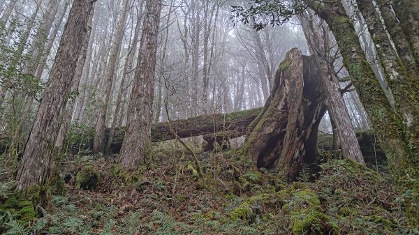 仙女散落的珍珠2723937