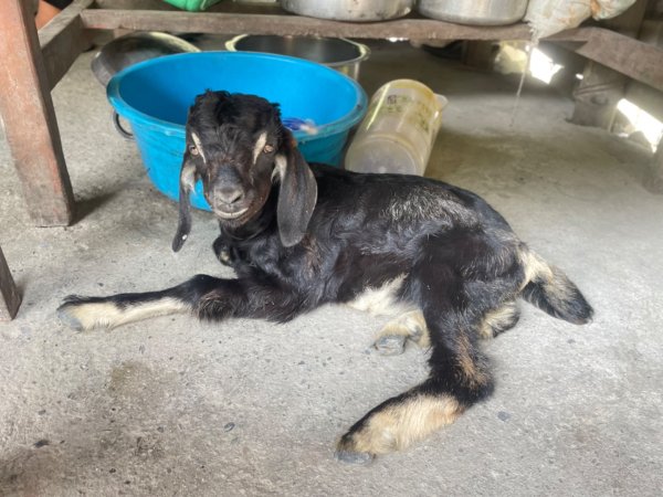 尼泊爾奇旺國家公園4天三夜2788915