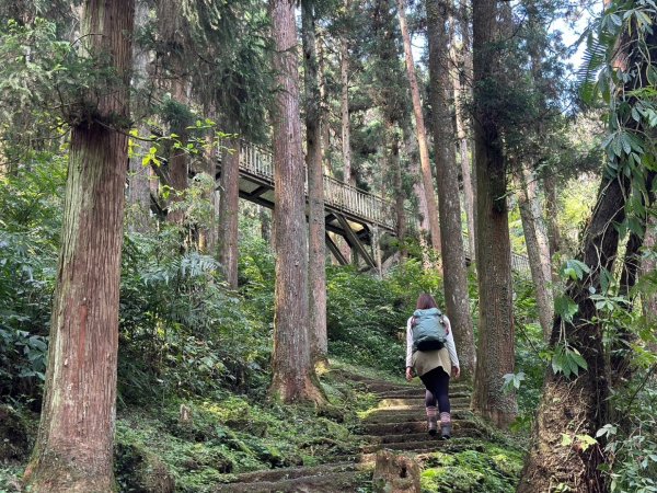 溪頭天文台 空中走廊 神木林道 賞鳥步道2486077