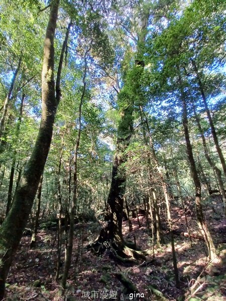 【台中和平】蟲鳴鳥叫聲迴盪在林間。 谷關七雄~波津加山步道(大雪山線)2332343