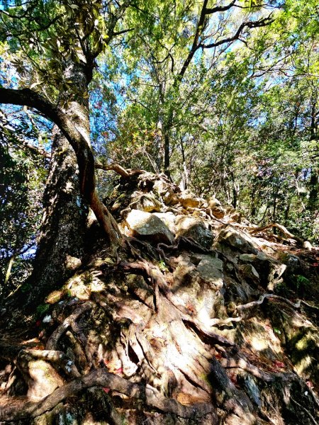 稍來山賞楓2962567