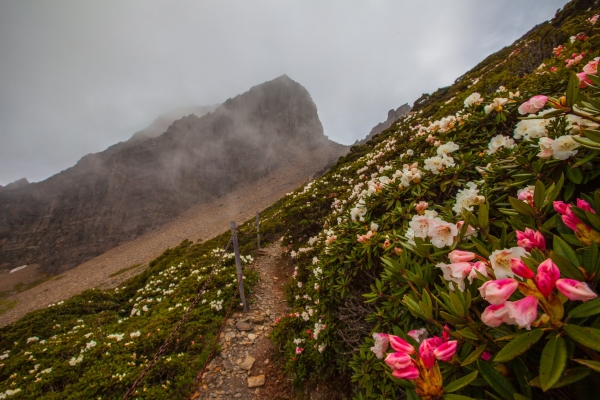 臺灣最高的杜鵑花 -玉山北峰，圓峰杜鵑花況42169