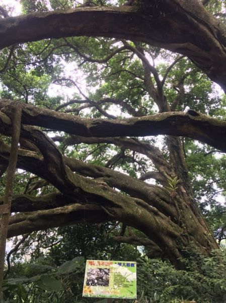 環大台北天際線第8段（迴龍-鶯歌）396886