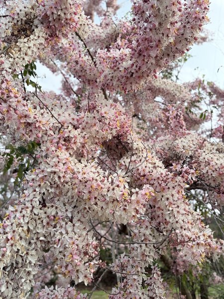 楠西悠遊(鹿陶洋.爐芝潭山)  2026.3.263027457