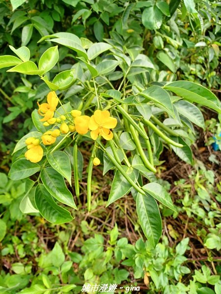 【南投信義】望鄉部落抬頭見玉山。 獵人古道連走、望美山、瓊山2274293