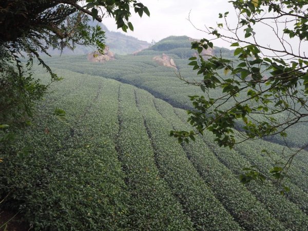 嘉義二延平步道觀雲瀑20181208478135
