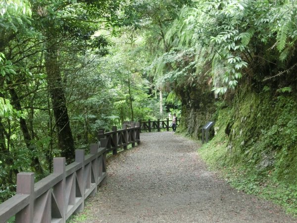 拉拉山神木群．巴陵古道620780