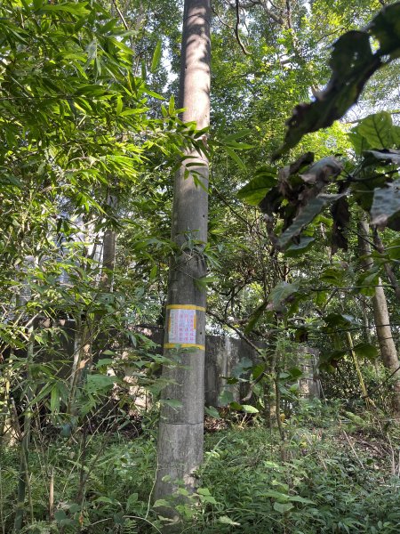 [微笑山線_第五段] 2025_0705 天上山系_五尖山2830310