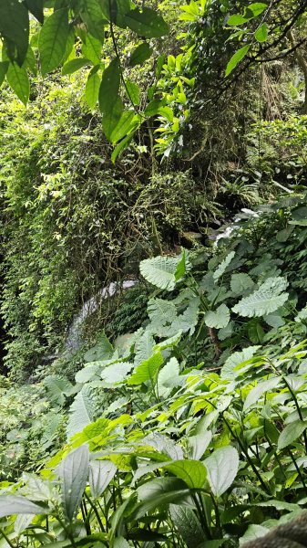 20250804溪山百年古圳-鵝尾山水田路-平菁步道O型2854790