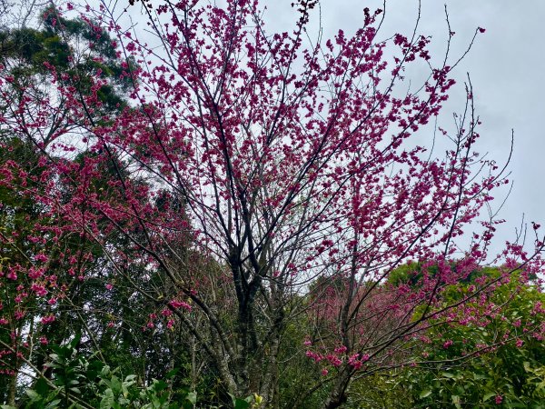 坐公車接駁的神仙縱走2707445