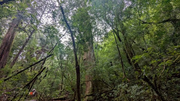 司馬庫斯巨木步道2861094