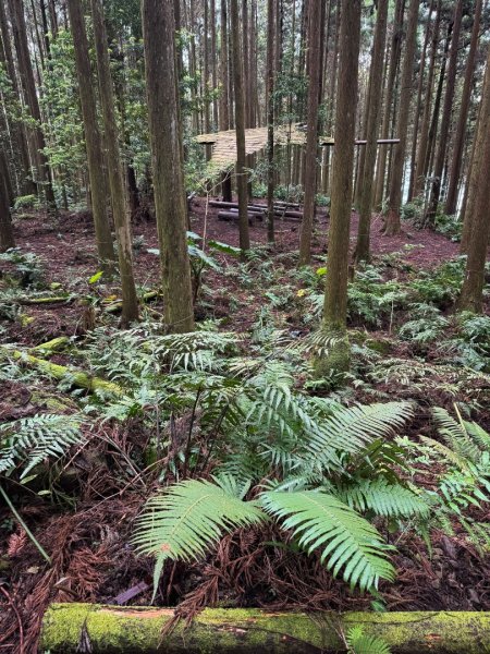 鵝公髻山-迷霧森林2768515