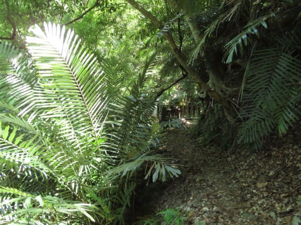 德芙蘭生態步道O形2829443